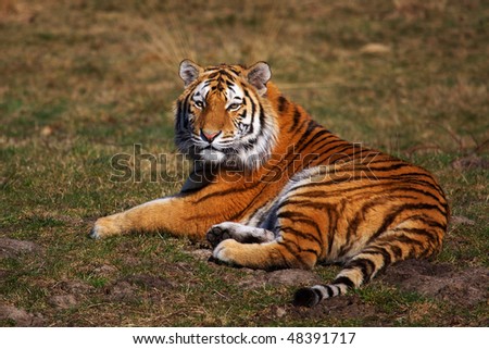 Siberian Tiger laying in the grass looking in the lens
