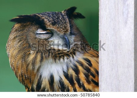 Eagle owl peeks from behind a wooden pole