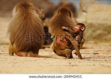 Baboon family in the desert