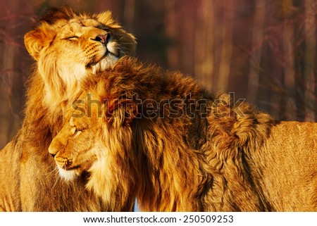 Two lion brothers close together in a forest