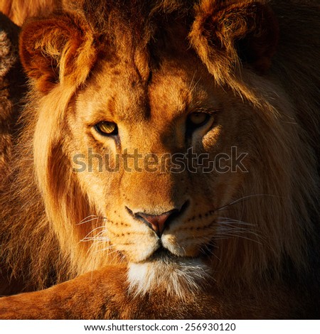 Lion resting in a dark forest, sun shining in his face