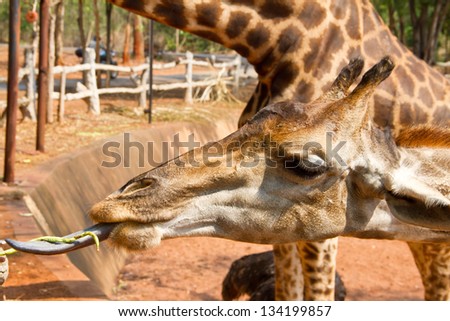 Tourist feeding a giraffe at the zoo. Korat zoo Thailand