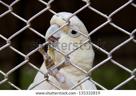White bird in a cage.
