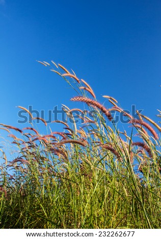 Grass plume with blue sky