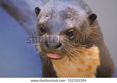 Very closeup portrait of a giant river otter (Pteronura brasiliensis) with its teeth that can crush piranha fish clearly visible. Photo taken in Guyana. Member of the Mustelidae, or weasel family.