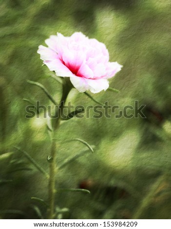 a photo of close up portulaca flower in the garden,textured