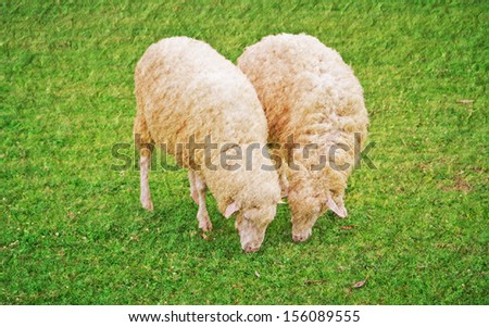 a photo of sheep in green field farm,texture technical