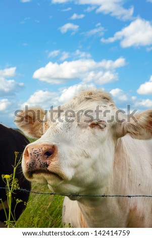 cute cow smell a flower