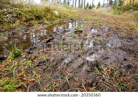 A mud puddle on a forest path