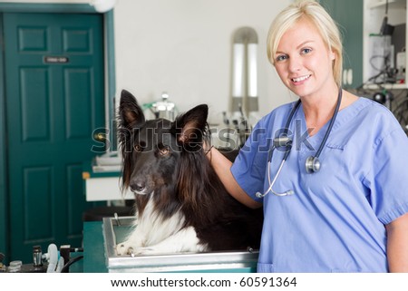 A portrait of a dog at the vet in the surgery preparation room