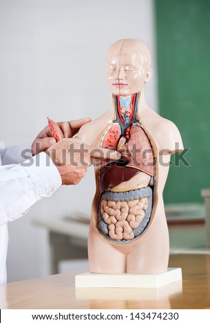Cropped image of male professor pointing at anatomical model at desk in classroom