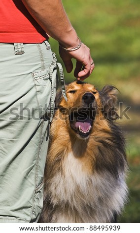 Panting collie at the feet of the dog trainer