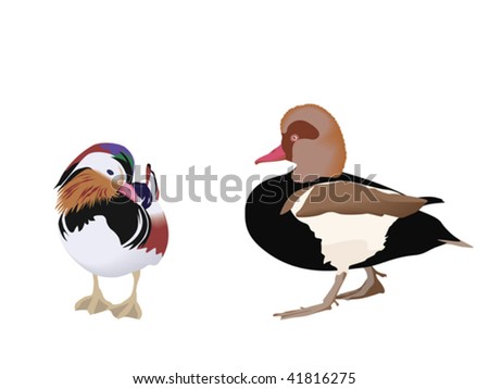 Mandarin Duck and The Red-crested Pochard