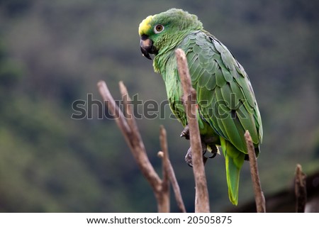 a green costa rican parrot close up