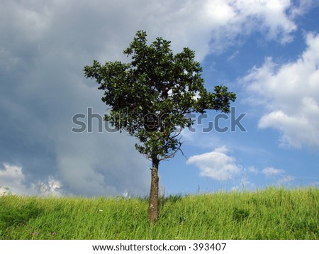 A tree with grey clouds and blue sky