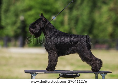 One female dog of Zwergschnauzer breed with black hair and cut ears and tail standing on a table on a lead  outside in a park on a green grass on sunny day in summer.