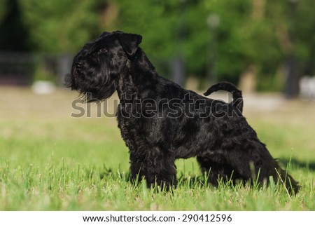 One male dog of Zwergschnauzer breed with black hair and uncut ears and tail standing outside in a park on a green grass on sunny day in summer.