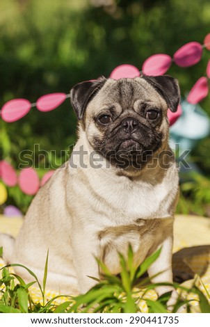 One dog of pug breed with silver color coat and sitting on a picnic cover in park with green grass on sunny day in summer with decorations of paper rounds.