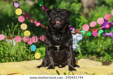 One dog of pug breed with black color coat and tongue out sitting on a picnic cover in park with green grass on sunny day in summer with decorations of paper rounds.