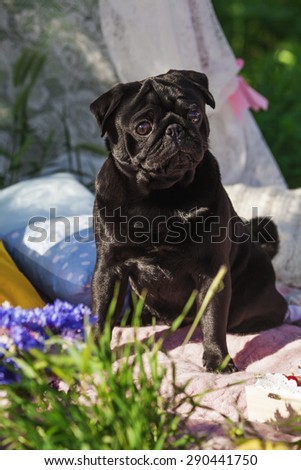 One dog of pug breed with black color coat sitting on a picnic cover in park with green grass on sunny day in summer with flowers and pillows around.
