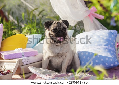 One dog of pug breed with silver color coat and tongue out sitting on a picnic cover in park with green grass on sunny day in summer with flowers, books, apples and pillows around.