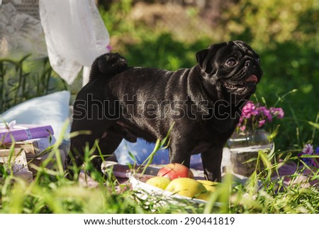 One dog of pug breed with black color coat and tongue out standing on a picnic cover in park with green grass on sunny day in summer with flowers, books, apples and pillows around.