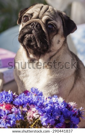 One dog of pug breed with silver color coatt sitting on a picnic cover in park with green grass on sunny day in summer with flowers, books around.