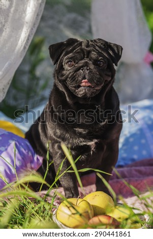 One dog of pug breed with black color coat and tongue out sitting on a picnic cover in park with green grass on sunny day in summer with apples and pillows around.