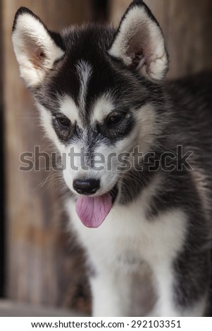 One puppy dog of siberian husky breed with black and white thickly furred coat lying on wooden floor with wood background and cones around with tongue out