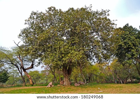 Banyan, or Pippal tree in Rajghat park, New Delhi - stock photo