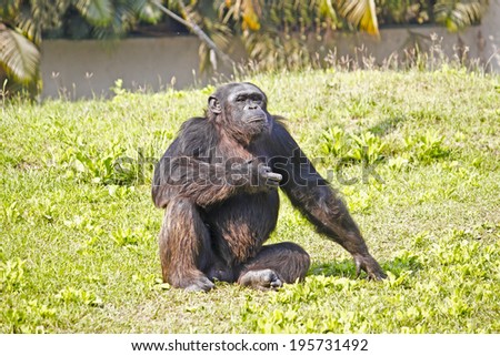 Chimpanzee (Pan troglodytes) sits on a grass