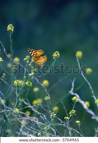 Painted Lady butterfly on a wildflower in the country.