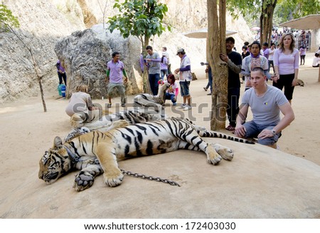 KANCHANABURI, THAILAND - DECEMBER 28: Unknown tourist with a bengal tiger at the Tiger Temple on December 28 2013, Kanchanaburi, Thailand. The Theravada Buddhist temple was founded in 1994.
