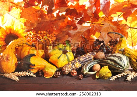 Thanksgiving - different pumpkins with nuts, maize, berries and grain in front of highlighted oak foliage