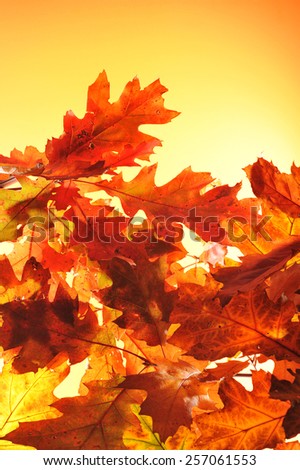original autumn oak leaves in different shades of brown and red