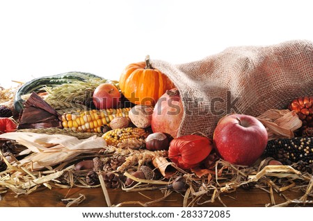 Thanksgiving - different pumpkins, maize-cob, apples and grain in jute bag on straw with copyspace in front of white background