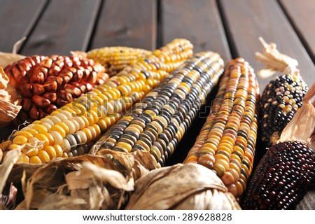 potpourri of maize-cobs for thanksgiving on old weathered wooden boards