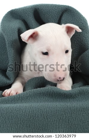 White bull terrier puppy under a green blanket with a white background