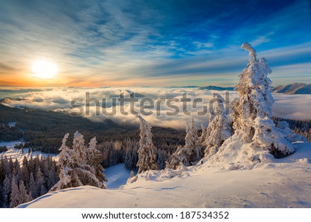 Winter sunrise over the clouds with fir full of snow