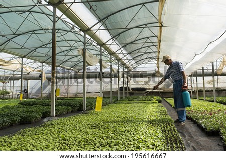 MANASIA, ROMANIA-MAY, 24: man working in a cooperative in greenhouse Manasia, Romania, May 24, 2014. Romania shares a border with Hungary and Serbia to the west, Ukraine and Moldova
