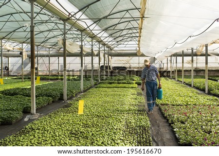 MANASIA, ROMANIA-MAY, 24: man working in a cooperative in greenhouse Manasia, Romania, May 24, 2014. Romania shares a border with Hungary and Serbia to the west, Ukraine and Moldova