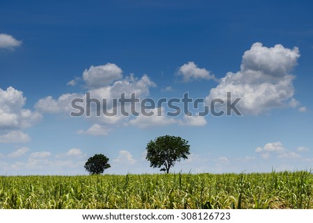 Green fields, the blue sky and tree