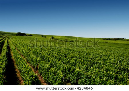 a german vineyard near the rhein river