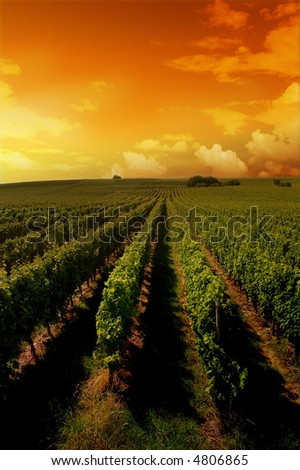 a german vineyard near the rhein river