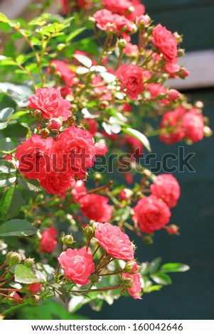 Flowers of climbing roses