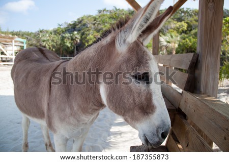 Donkey animal stands on white sand