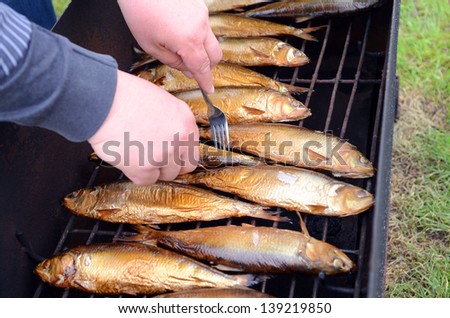 Checking readiness of fish in the smokehouse. Don Herring golden color on a metal grid smoker - smoked fish in the field