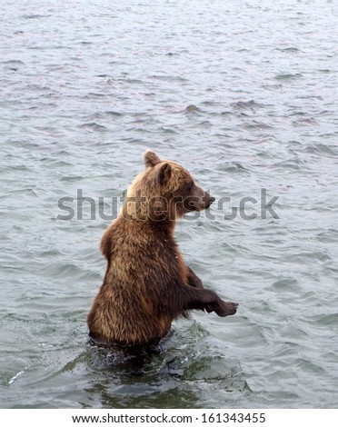 Kamchatka brown bear while hunting for sockeye