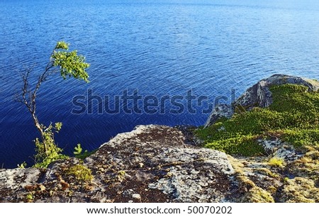Lonely small tree on a grey rock over blue water of lake