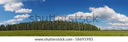 Green grain field under a wind with distance wood  under the blue sky with white clouds